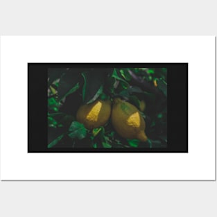 Limone Lemons Posters and Art